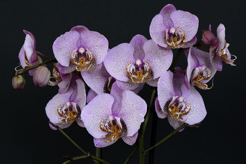 Enchanted Orchid